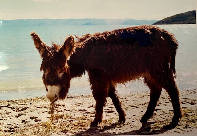 Isla del Sol Donkey